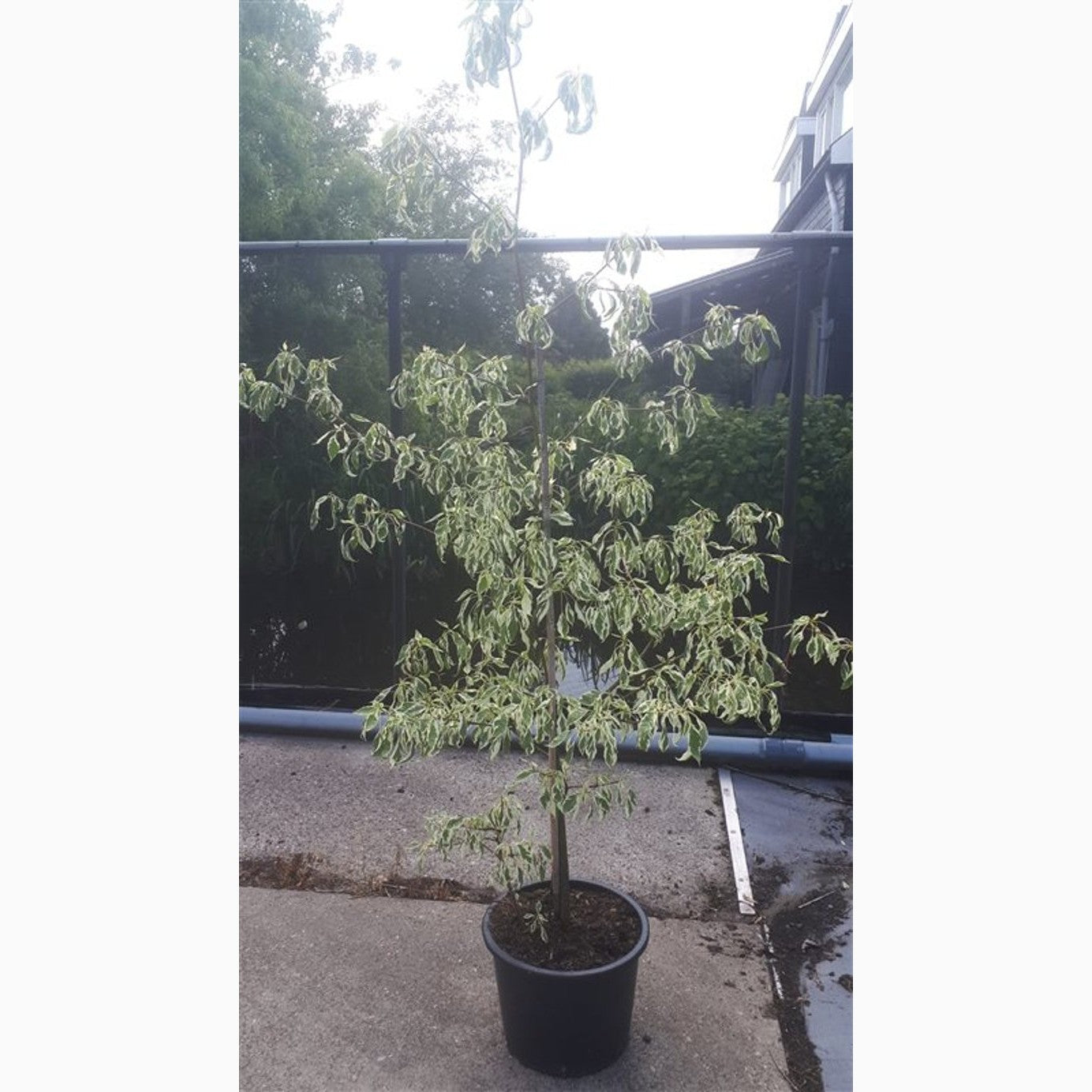 Pagodkornell – Cornus controversa 'Variegata' - C20 175-200 CM